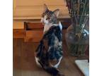 Adopt Torrey a Calico or Dilute Calico Domestic Shorthair / Mixed cat in St.