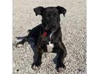 Adopt Jacqueline a Brindle Labrador Retriever / Mixed dog in St.