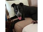 Adopt Berry a Black Labrador Retriever / American Staffordshire Terrier / Mixed