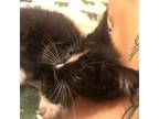 Adopt Sophie-Ann a All Black Domestic Shorthair / Mixed cat in St.