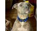Adopt Cassius a Gray/Silver/Salt & Pepper - with Black American Staffordshire
