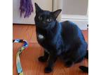Adopt Chica a All Black Domestic Shorthair / Mixed cat in St.