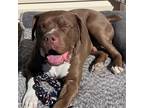 Adopt Goodfellow a Brown/Chocolate American Staffordshire Terrier / Mixed dog in