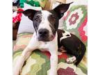Adopt Magpie a White - with Tan, Yellow or Fawn Bull Terrier / Great Dane /