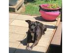 Adopt Dottie a Black Staffordshire Bull Terrier / Labrador Retriever / Mixed dog