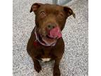 Adopt Calista a Brown/Chocolate American Staffordshire Terrier / Mixed dog in