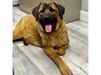 Adopt Arabella (mom) a Brown/Chocolate Mastiff / Mixed dog in St.