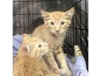 Adopt Cheetos a Orange or Red Domestic Shorthair / Mixed cat in St.