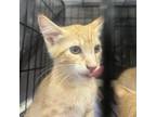 Adopt Frito a Orange or Red Domestic Shorthair / Mixed cat in St.