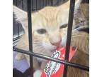 Adopt Riplet a Orange or Red Domestic Shorthair / Mixed cat in St.