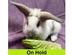 Adopt Turnip a Rex, Bunny Rabbit