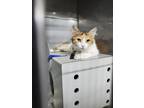 Adopt Lilac a Calico or Dilute Calico Domestic Longhair (long coat) cat in Byron