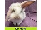 Adopt Celery a Rex, Bunny Rabbit