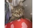 Adopt Tilly a Brown Tabby Tabby (short coat) cat in Fairborn, OH (38495939)