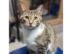 Adopt Felix a Brown Tabby Domestic Shorthair (short coat) cat in Fairborn