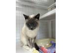 Adopt Dat Cat a Siamese