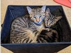 Adopt Kazoo a Gray, Blue or Silver Tabby Tabby (short coat) cat in Fairborn