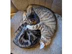 Adopt Kesla a Gray, Blue or Silver Tabby Tabby (short coat) cat in Fairborn