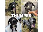 Adopt Thumper a Black Labrador Retriever / Mixed dog in Fort Wayne