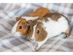Adopt Leela & Padma a Guinea Pig small animal in Spring, TX (38496958)