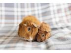 Adopt Flash & Arrow a Guinea Pig small animal in Spring, TX (38496993)