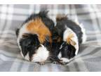 Adopt Candy & KitKat a Guinea Pig small animal in Spring, TX (38497000)