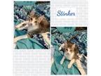 Adopt Stinker a Brown or Chocolate (Mostly) Domestic Shorthair (short coat) cat