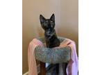 Adopt Prosecco and Champagne a Tortoiseshell Domestic Shorthair (short coat) cat
