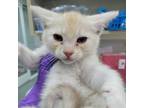Adopt Brooklyn a Tan or Fawn Tabby Domestic Mediumhair / Mixed cat in