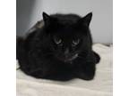 Adopt El Monstro a All Black Domestic Shorthair / Mixed cat in Philadelphia