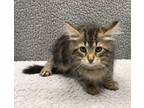 Adopt Veronica a Brown Tabby Domestic Mediumhair (medium coat) cat in Chicago