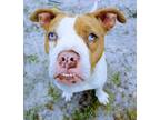 Adopt Wonderbite a White - with Red, Golden, Orange or Chestnut American Pit