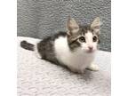 Adopt Betty a Brown or Chocolate Domestic Mediumhair (medium coat) cat in