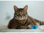 Adopt Simone - Ottawa Area a Brown or Chocolate Domestic Shorthair / Domestic