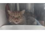 Adopt Goose a Domestic Medium Hair, Domestic Short Hair