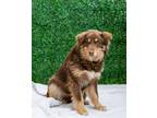 Adopt Furby a Australian Shepherd