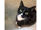 Adopt Blackietoes a Domestic Short Hair, Tuxedo