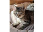 Adopt Triggs - Ottawa Area a Brown or Chocolate Domestic Shorthair / Domestic
