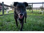 Adopt Dakota a Black Labrador Retriever / Basset Hound dog in Howey in the