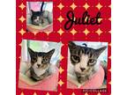 Adopt Juliet a Domestic Shorthair / Mixed (short coat) cat in Crystal Lake