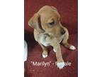 Adopt Marilyn a Tan/Yellow/Fawn - with White Beagle / Rat Terrier / Mixed dog in