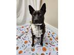 Adopt Meeko a Black - with White Labrador Retriever / Mixed dog in Hawk Point