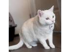 Adopt Licorice a White Domestic Shorthair / Mixed cat in American Fork