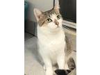 Adopt Meghan a Brown Tabby Domestic Shorthair (short coat) cat in Brooklyn
