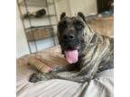 Adopt Kiwi a Brindle Presa Canario / Mixed dog in Houston, TX (38493525)