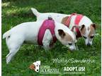 Adopt MollyAndSamantha a White - with Brown or Chocolate Jack Russell Terrier /