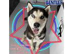 Adopt Bentley a Black - with Tan, Yellow or Fawn Siberian Husky / Mixed dog in