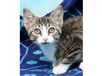 Adopt Rawlins a Brown Tabby Domestic Shorthair (short coat) cat in Seminole