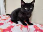 Adopt Magic a All Black Domestic Shorthair (short coat) cat in Hawk Point