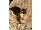 Adopt Bonus a Brown Tabby Domestic Shorthair (short coat) cat in West Orange